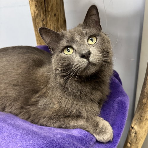 Spooky, Adult Domestic Short Hair (short coat), cat for adoption in Orland Park, Illinois