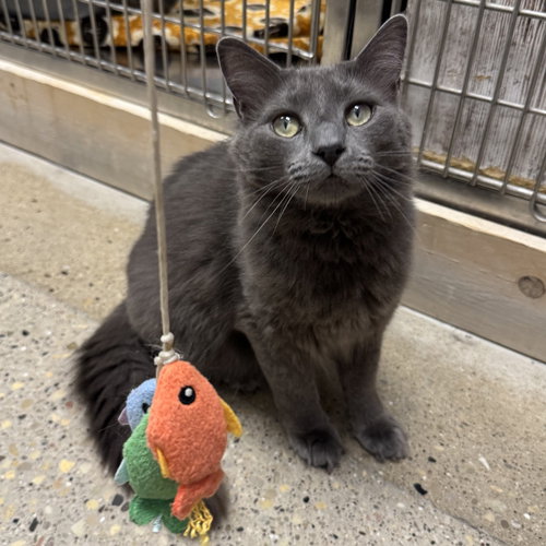 Spooky, Adult Domestic Short Hair (short coat), cat for adoption in Lombard, Illinois