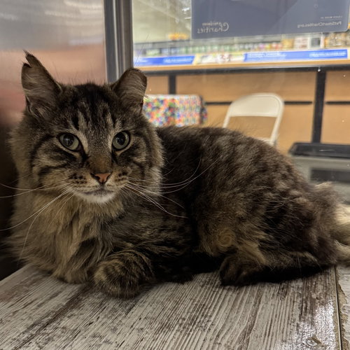 Harry, Adult Domestic Medium Hair (medium coat), cat for adoption in Orland Park, Illinois