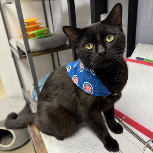Onyx, Adult Domestic Short Hair (short coat), cat for adoption in Lombard, Illinois