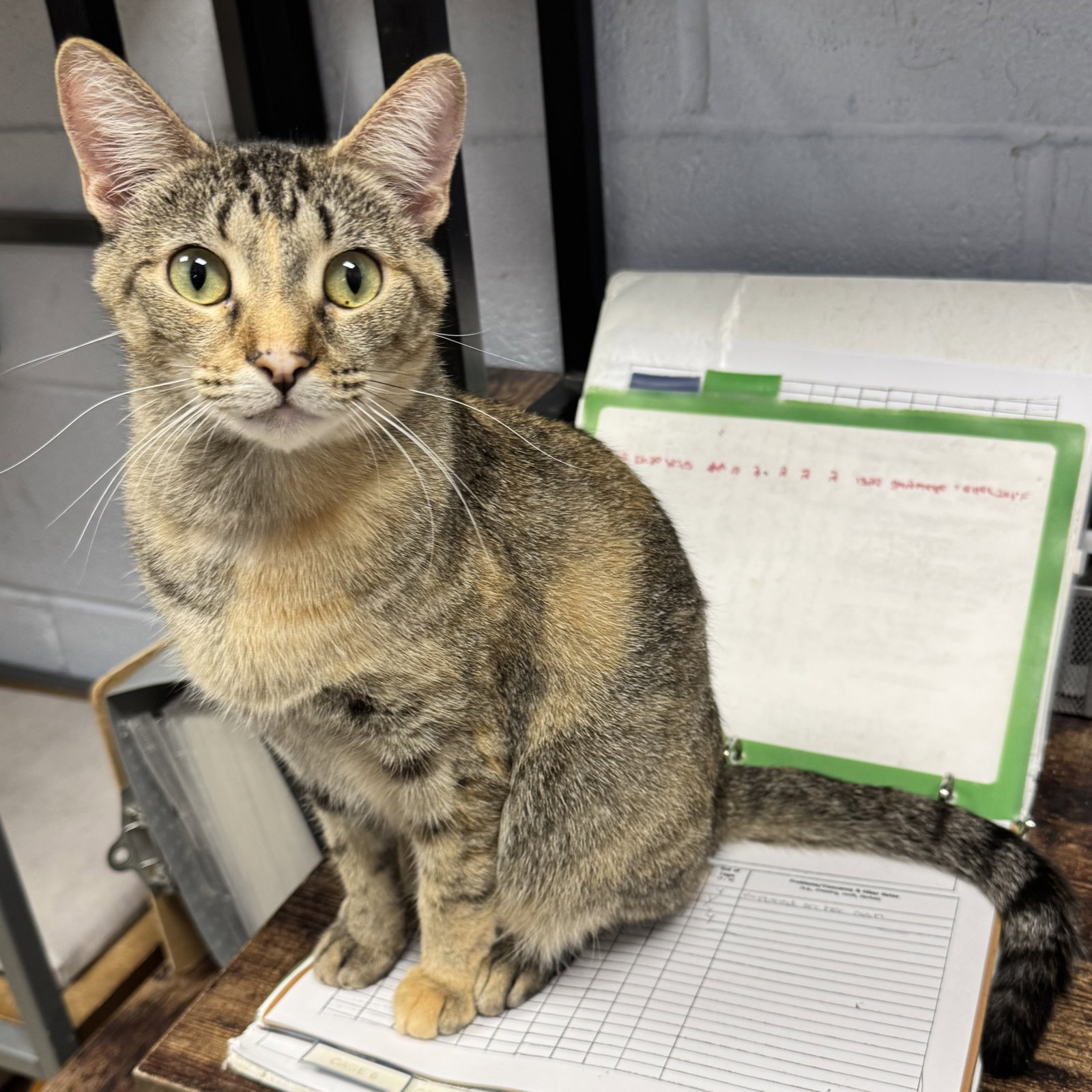 Lemonade, Domestic Short Hair