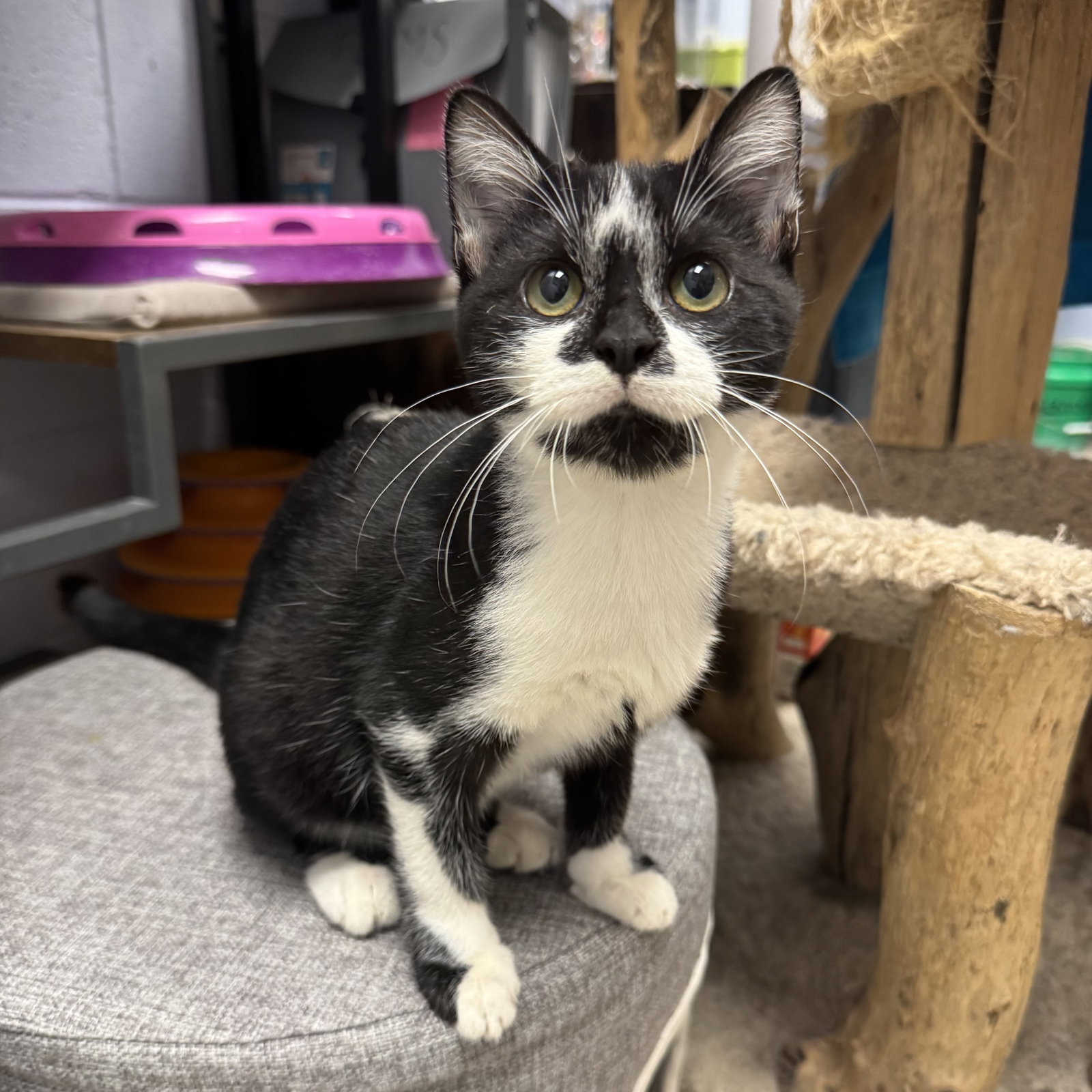 Bobo, Domestic Short Hair