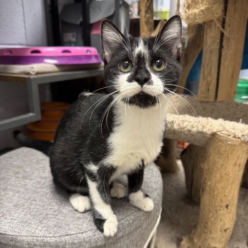 Bobo, a cat for adoption from 4 Paw Luv Rescue NFP