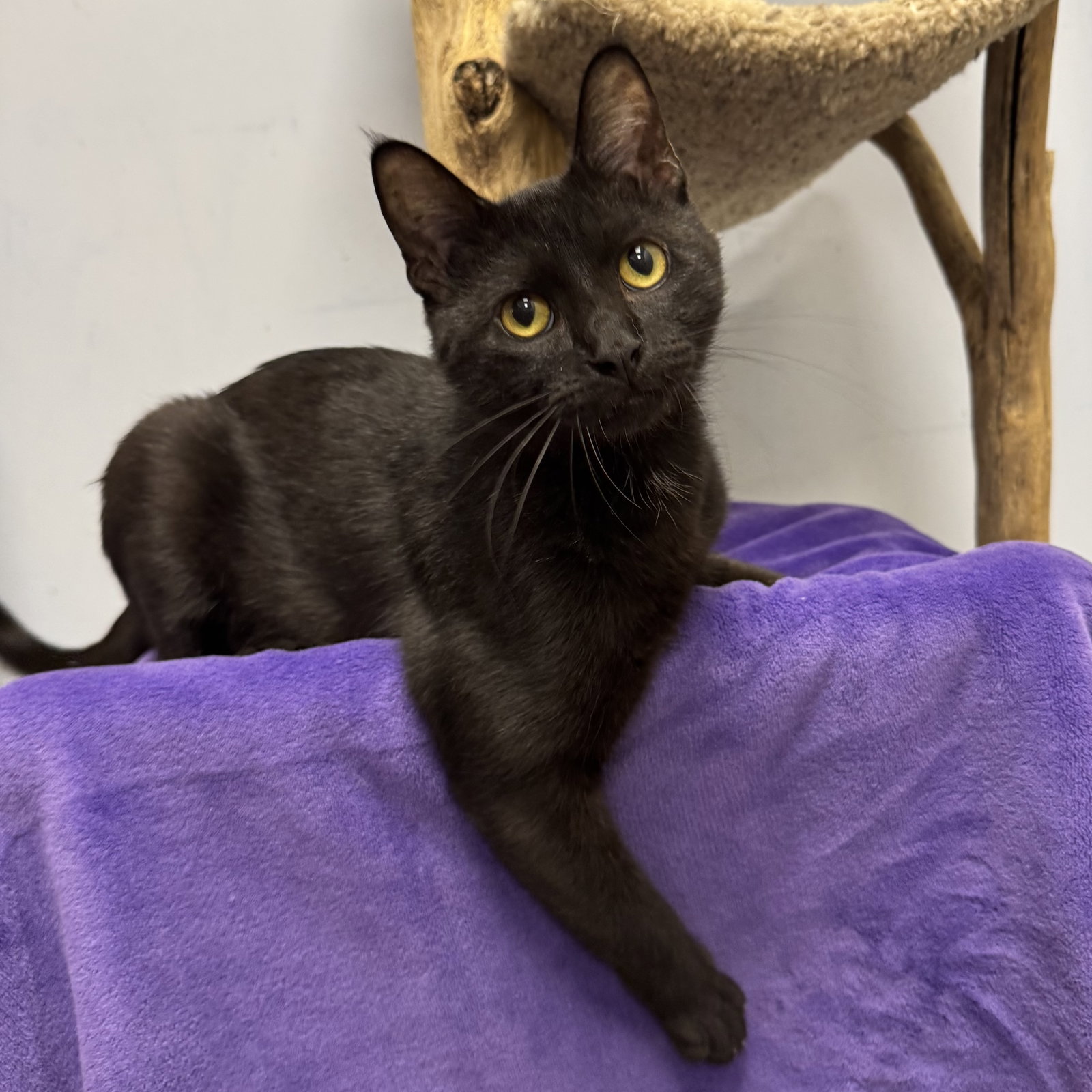 Gotham, Domestic Short Hair