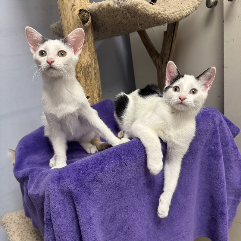 Janey, a female kitten up for adoption