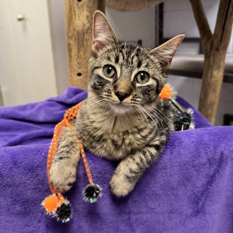 Bob, a male kitten up for adoption