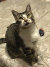 adoptable Cat in abbeville, LA named Katalie