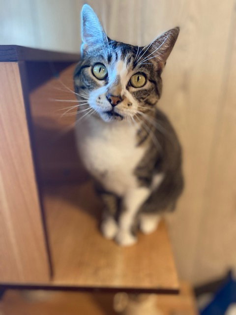KATALIE - Domestic Short Hair available for adoption