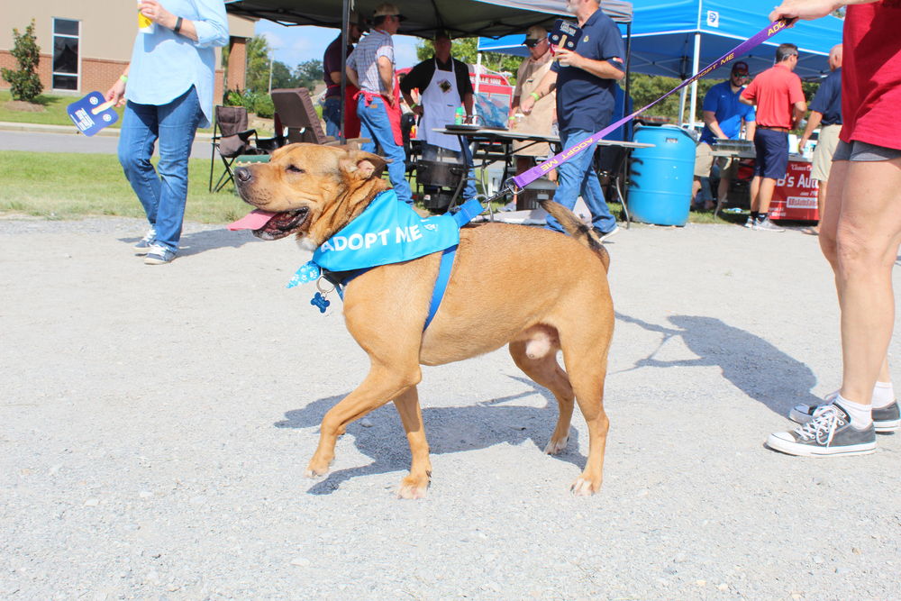 adoptable Dog in Abbeville, LA named Hudson