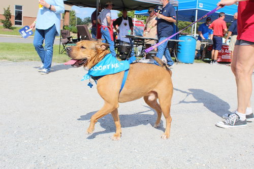 picture of the dog needing adoption