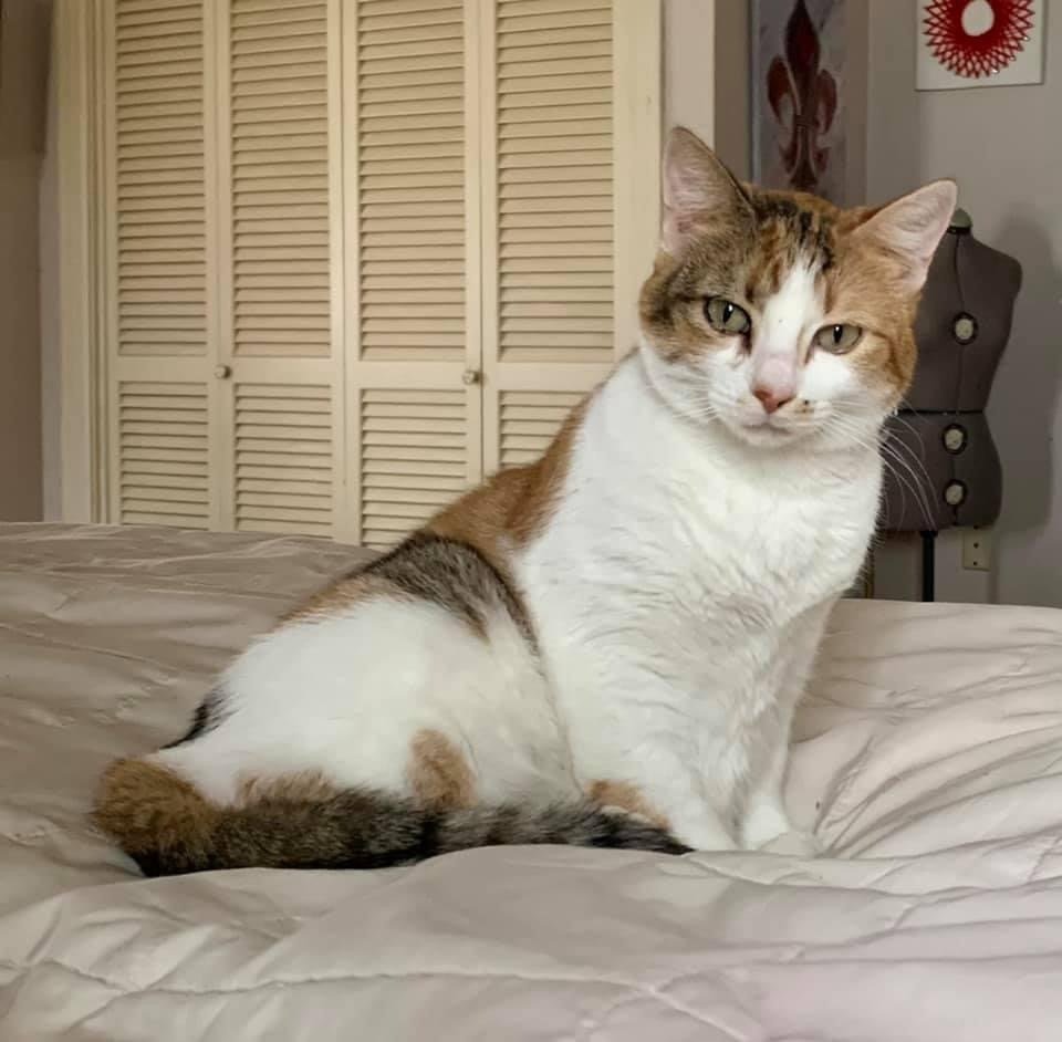 adoptable Cat in Abbeville, LA named Eliza
