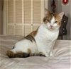 adoptable Cat in abbeville, LA named Eliza