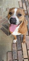 adoptable Dog in abbeville, LA named Brocho