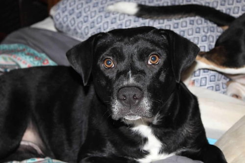 KLOE - Terrier available for adoption