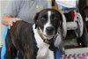 adoptable Dog in abbeville, LA named Sydney