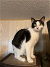 adoptable Cat in abbeville, LA named Baja