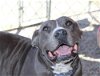 adoptable Dog in abbeville, LA named Dorothy