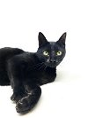 adoptable Cat in abbeville, LA named Pepper