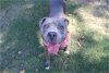 adoptable Dog in abbeville, LA named Big boy