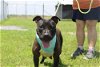 adoptable Dog in , LA named Remi