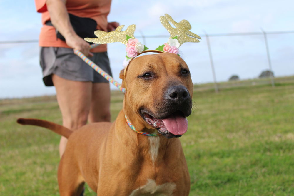 adoptable Dog in Abbeville, LA named Ruby