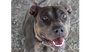 adoptable Dog in  named Crystal