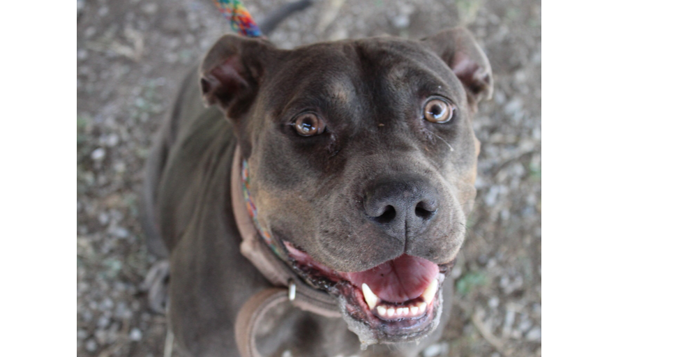 adoptable Dog in Abbeville, LA named Crystal