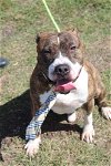 adoptable Dog in abbeville, LA named Asher