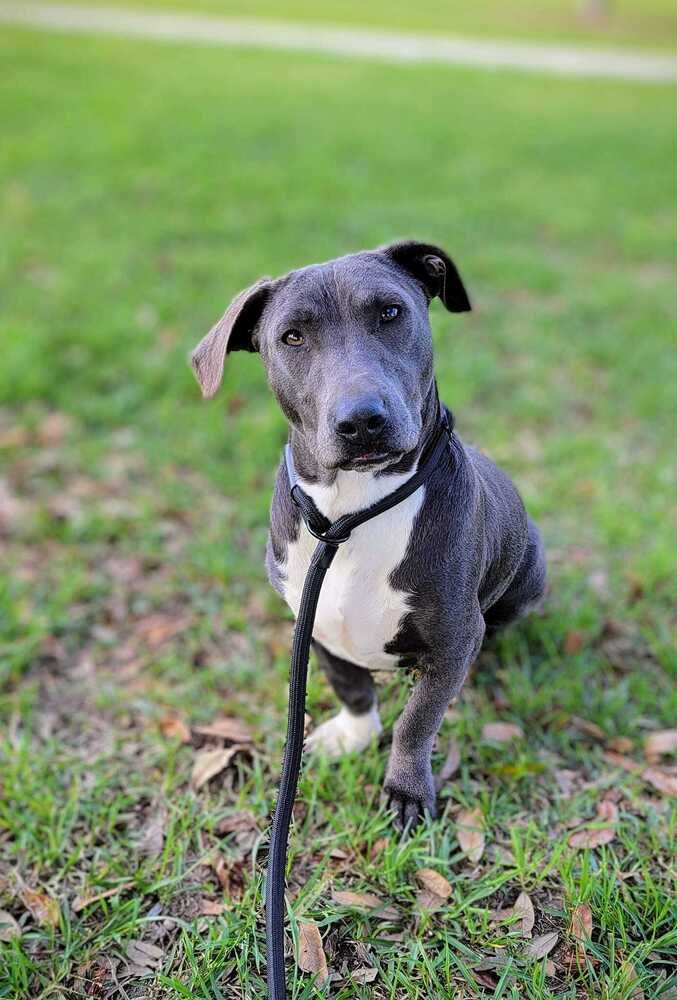 adoptable Dog in Abbeville, LA named Brian