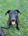 adoptable Dog in abbeville, LA named Billy