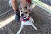 adoptable Dog in abbeville, LA named Jeno