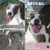 adoptable Dog in  named Abegail