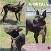 adoptable Dog in  named Kimberly