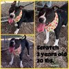 adoptable Dog in abbeville, LA named Scratch