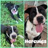 adoptable Dog in abbeville, LA named Hercules