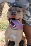 adoptable Dog in , LA named Zaine