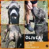 adoptable Dog in abbeville, LA named Oliver
