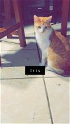 adoptable Cat in abbeville, LA named Iris