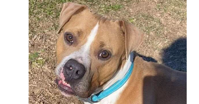 adoptable Dog in Abbeville, LA named Milton
