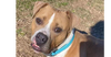 adoptable Dog in abbeville, LA named Milton