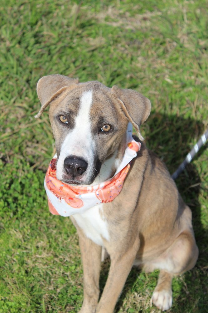 adoptable Dog in Abbeville, LA named Biscuit
