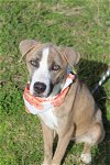 adoptable Dog in abbeville, LA named Biscuit