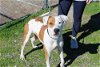 adoptable Dog in abbeville, LA named Passion