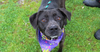 adoptable Dog in abbeville, LA named Victoria