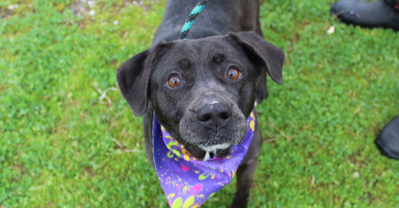 adoptable Dog in Abbeville, LA named Victoria