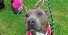 adoptable Dog in abbeville, LA named Mary