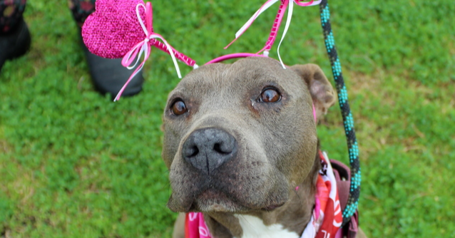 adoptable Dog in Abbeville, LA named Mary