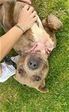 adoptable Dog in abbeville, LA named Harlem
