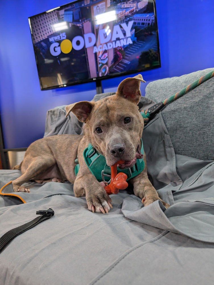 adoptable Dog in Abbeville, LA named Harlem