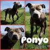 adoptable Dog in  named Ponyo
